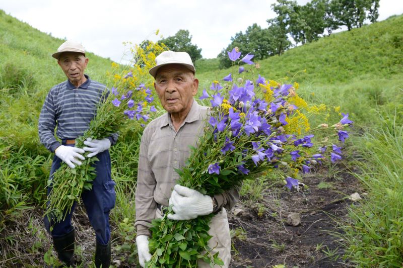 hái cây nữ lang vàng và hoa bong bóng hái cây nữ lang vàng và hoa bong bóng